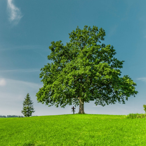 Black Oak Seedlings For Sale