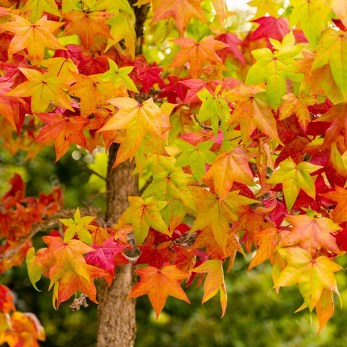 Sweet Gum Seedlings For Sale