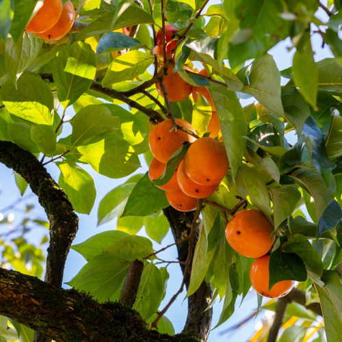 Persimmon Seedlings For Sale