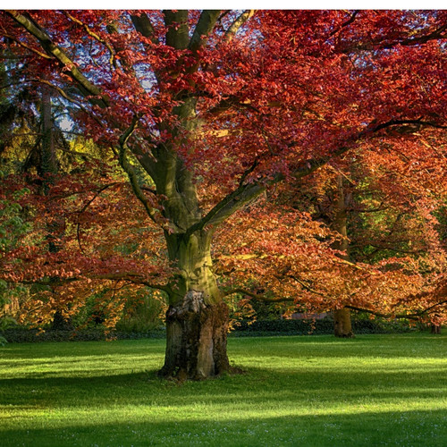 Southern Red Oak Seedlings For Sale