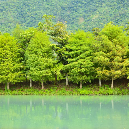 Bald Cypress Seedlings For Sale