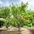 Buy Peach Fruit Tree Online