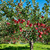 Buy Apple Trees Online