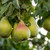 Pear Fruiting Tree For Sale