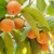 Persimmon Tree For Sale