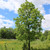 Buy Hickory Tree Online