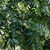 Black Walnut Tree For Sale