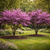 Buy Forest Pansy Redbud Trees Online