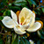 Southern Magnolia Tree for sale