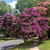 Twilight Crepe Myrtle Shrub for sale