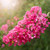 Miami Pink Crepe Myrtle Shrub for sale