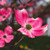 Red Dogwood Tree for sale
