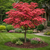 Buy Red Dogwood Tree Online