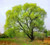 Black Willow Trees For Sale