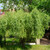 Corkscrew Willow Shrub For Sale