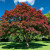 American Elm Trees For sale
