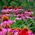 Purple Coneflower Plant For Sale