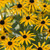 Black Eyed Susan Plant For Sale
