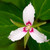 Painted Trillium Plant For Sale
