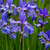 Blue Flag Iris Plant For Sale