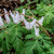 Dutchman's Breeches For Sale