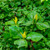 Yellow Trillium Plant For Sale