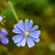 Chicory Plant