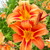Orange Daylily for sale