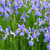 Siberian Iris Plant for sale