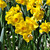 Daffodil Plant for sale