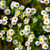 Fleabane Daisy Plant for sale
