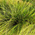 Carex Pensylvanica Plant for sale