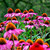 Coneflower Plants for sale