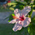 Rose Mallow Plant for sale
