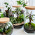 Terrarium Plant Kit for sale