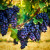 Grape Vine Plants For Sale