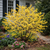 Buy Witch Hazel Shrub Online