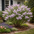 Buy Lilac Shrub Online