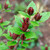 carolina allspice shrub