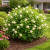 Buttonbush Shrubs