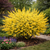 Buy Forsythia Shrub Online