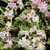 varigated weigelia