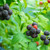 black raspberry shrub