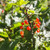 Northern Spice Bush Shrub For Sale