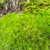 Broom Forkmoss For Sale