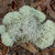 Reindeer Moss For Sale