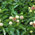 Buttonbush Live Stakes For Sale