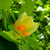 Tulip Poplar Seedlings For Sale