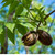 Pecan Tree Seedlings For Sale