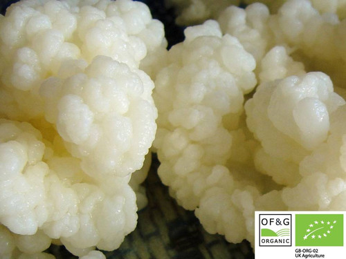 10g Milk Kefir For non dairy